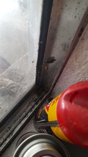 spider trapping and killing a wasp