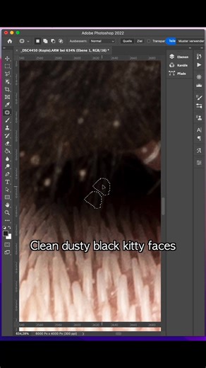 54K views · 461 reactions | The cutest video ever. We don't make the rules. By Furry Fritz https://bit.ly/3qsdcE9 | Adobe Photoshop | Facebook