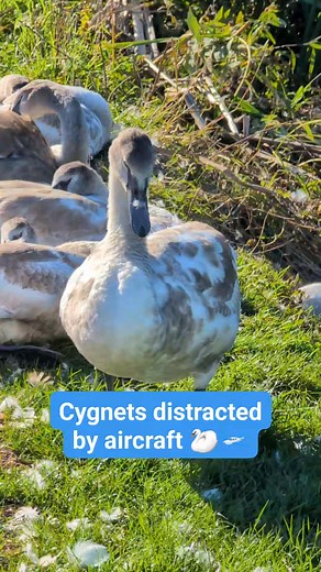 🦢🛩 CYGNETS DISTRACTED BY AIRCRAFT 🦢🛩 Six cygnets are distracted by the noise of an aircraft over the Grand Western Canal. The cygnets were resting next to the towpath near Ebear Bridge, Westleigh. It's the first time I've seen the group left alone by their parents, who were elsewhere on the canal. Cygnets normally stay with their parents for several months, until such time as they can look after themselves, when mum and dad will chase them away to protect their territory ahead of the next br