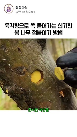 육각형으로 쏙 들어가는 신기한 봄 나무 접붙이기 방법