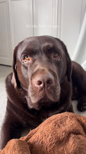 🎥🐻 A rare collection of up-close magic! This bear’s thick, furry tail never stops wagging—even in his dreams. His sweet nose (or “booper,” as we lovingly call it) is a sniffing powerhouse, always on the hunt for treats 🐽. His deep golden eyes hold a mesmerizing glow, and don’t even get me started on those velvety ears! His perfectly manicured paws conceal a wild fluff underneath—utterly irresistible. And that thick, double-layered coat? A gleaming reminder that he was born to be a swimmer. Th