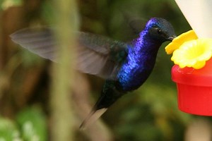 Craft the Perfect Hummingbird Nectar for Your Feeder | LoveToKnow