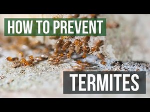 How to Prevent Termites