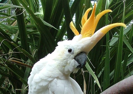 Watch: Dublin Zoo names parrot Troy after hat-trick hero