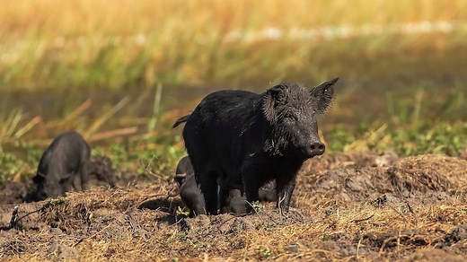 Millions of feral pigs pose bigger threat to environment than previously thought