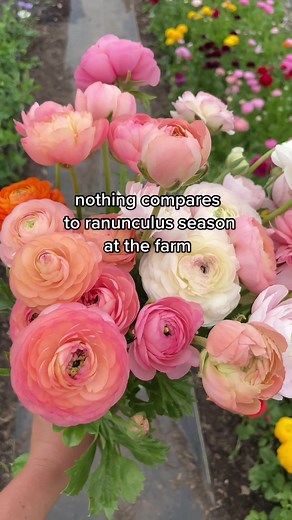 puffy little marshmallows 🌸🌸🌸 #ranunculus #flowerfarm #puffy #marshmallow #vibe #peachy #flowertiktok #gardentiktok #farmlife