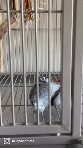 African Grey Parrot Sales in Nigeria Lagos - Birdlife Aviculture