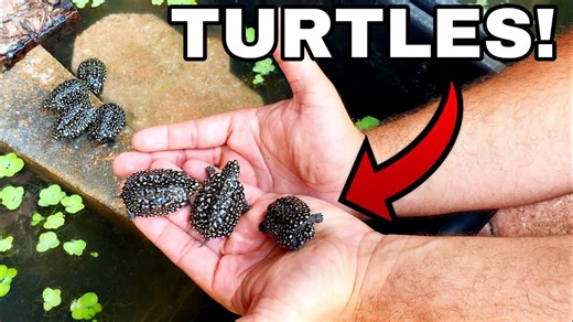 Creating a Dream Habitat for Rescued Baby Turtles