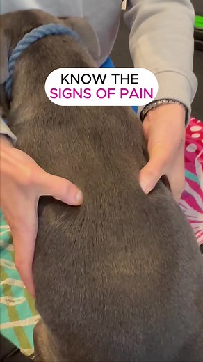 Recognizing Signs of Pain in Dogs