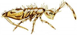 Entognatha - Alchetron, The Free Social Encyclopedia