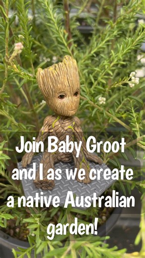 With a little help from Baby Groot, check out how to pot up native plants and create a beautiful Australian garden by Alan aka Plantjungle 🐨🌿 Marvel Studios' I Am Groot a collection of five Original shorts now streaming on #DisneyPlus | Marvel