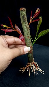 How to Grow Black Java Plum Tree Cutting In a Lemon & Turmeric Powder #growathome #garden #shorts #gardening #tamannagarden | Tamanna Garden