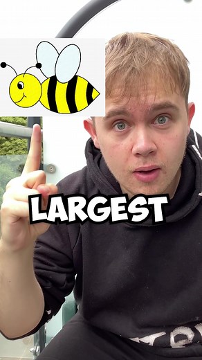 Showing Off the World's Largest Bee