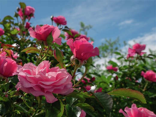 How To Improve Soil Health In Your Garden With Yates - Bunnings Australia