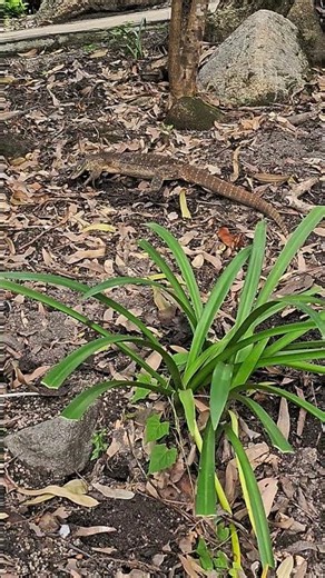 Yellow-Spotted Monitor Lizard on Lizard Island, Australia, April 2025