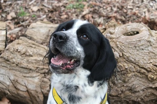 17 charming puppies and dogs looking for Merseyside forever homes in 2026