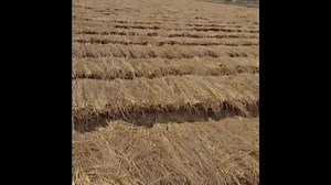 9.6K views · 551 reactions | Zafran (Safran) production in Sialkot Pakistan. PQNK has made it successful. PQNK (to be pronounced as picnic) stands for Paedar Qudratti Nizam Kashatqari, which means sustainable natural farming system. پقنک (پی کیو این کے)، (پکنک کے طور پر تلفظ کیا جائے گا) اس کا مطلب پیدار قدرتی نظام کاشتکاری ہے۔ | Pedaver | Facebook