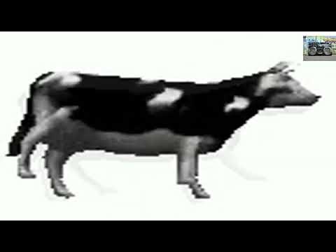 Dancing Polish Cow best version to relax 1 hour