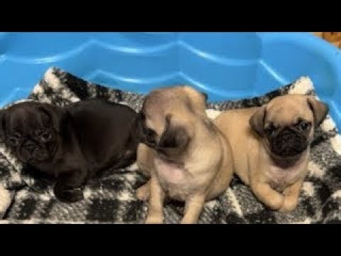 Pug Puppies LIVE Sleeping 🐶 Calm, Cute & Relaxing (HD)