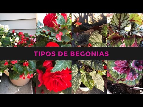 How to care for begonias // Basic begonia care + 4 types of begonias