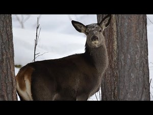 Nearly 500,000 Hunters Expected to Participate in 2019 MN Deer Season