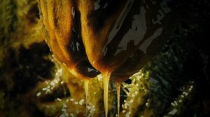 Slimy Alien Egg Pod Dripping Nest Stock Footage Video (100% Royalty-free) 1033957961 | Shutterstock