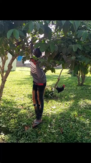 Ismail Kirwana (@ismail.kirwana)’s videos with Suzaana lyrics by King Saha - Kalistal - Lyrics ✍