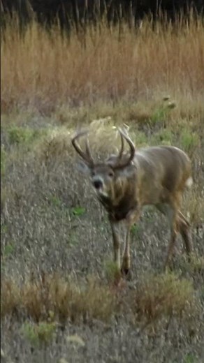 Non-Typical Giant in Northern Missouri!