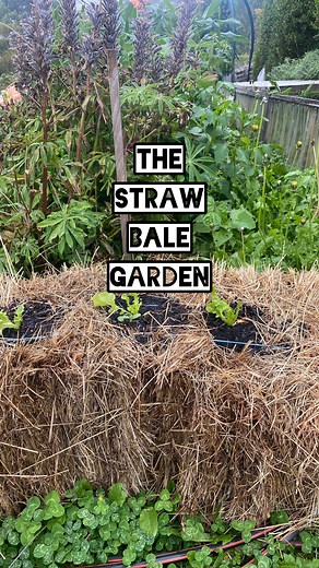 20K views · 48 reactions | Did you know you can grow a garden...