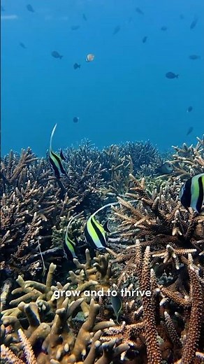 We're seeing loads of new juvenile fish in our reef
