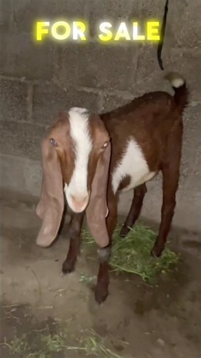 2 goats 🐐 for sale #cow #cattledisease #farmlife #bull #aggressiveanimal #cattlefarm