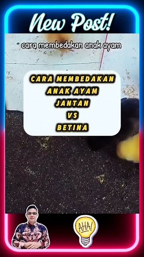 255K views · 523 reactions | Begini cara mudah membedakan anak ayam jantan dan betina #reels #info #reaction | Hendrik Rambe | Facebook