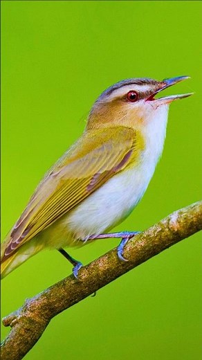 🌅 4K Relaxing Morning Bird Songs | Calm Nature Ambience for USA & Europe