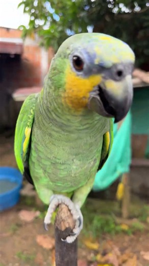 Parangaricutirimícuaro 😅