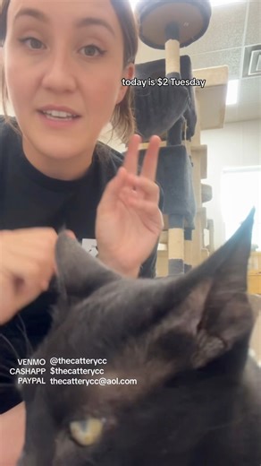 4.2K views · 192 reactions | Help us take care of the 72 cats we just took in with only 2 dollars. #catrescue #charity #catshelter #animalshelter #cats #savingcats #helpcats #catlover #cutecats | The Cattery Cat Shelter | Facebook