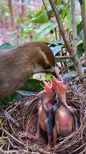 Bird's Feeding on Reels