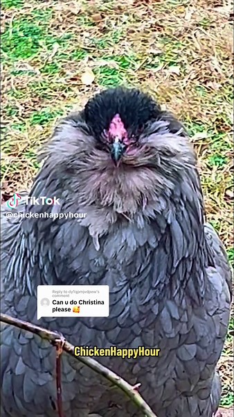 Chicken Calling Your Name Compilation