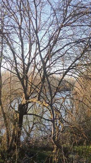 River Edge Sounds 🌊