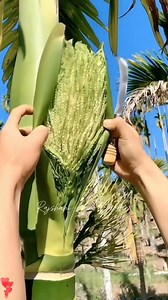 145K views · 762 reactions | Tree flower #bangladeshfruitslove #fruitfarmmagic #FruitCrushDaily #asialovesfruits #thaifruitsbangladesh #uniquefruitjourney #viralfruitstory #satisfyingfruitcut | Rajshahi Agro Garden | Facebook