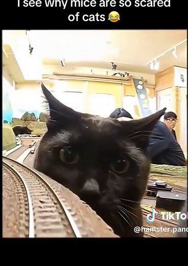 Why Mice Are Afraid of Cats: An Insightful Look