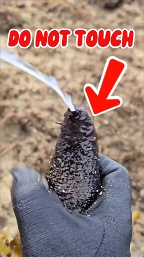 Don’t Touch This Sea Creature… It Shoots This 😳 #shorts #viral #fyp
