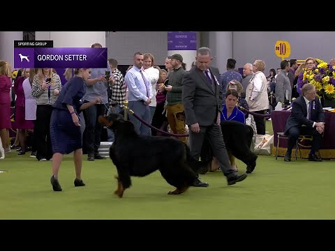 Setters (Gordon) | Breed Judging 2025