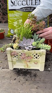 Let’s make a colorful succulent arrangement 🌱 | Unique Succulent Designs
