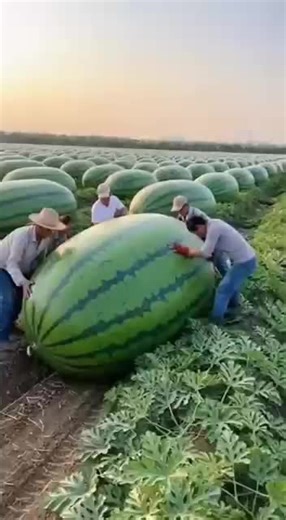 Farming mechanic #technology #gingerfarm #agriculture #shorts