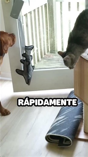 The Cat and Dog's Mischief Opening the Door