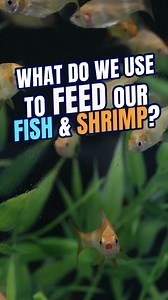 1K views | Curious about what we feed our fish and shrimp at Flip?...