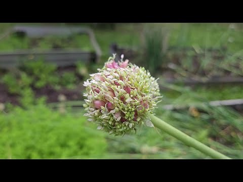Garlic Bulbils (Garlic Seeds For Planting) How To Harvest Garlic Bulbils