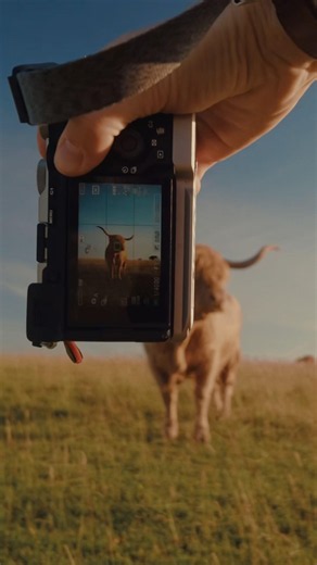 Shooting Highland Cows on the Sony A7C II + Viltrox 35mm f/1.8 EVO II #photography #sonyalpha