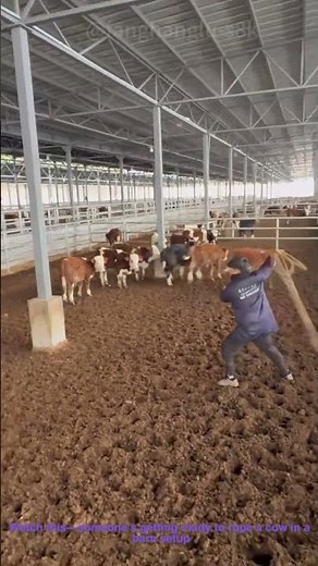 Roping a Cow in a Barn – Catching Cattle with a Lasso