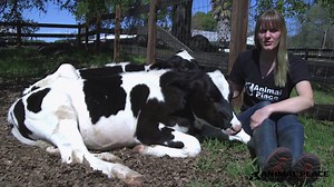 62 reactions · 20 shares | We're bringing Animal Place to you, with a virtual tour series! Every week we'll post a video showing you around part of the sanctuary, and introducing you to the animals. This week, meet calves Samuel and Sterling! | Animal Place | Facebook